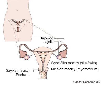 nowotwór jajnika schemat pokazujący części żeńskiego układu rozrodczego