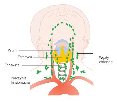 nowotwór krtani grafika przedstawia budowę gardła i krtani rzut od dołu szczęki
