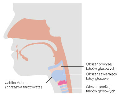nowotwór krtani grafika przedstawia budowę gardła