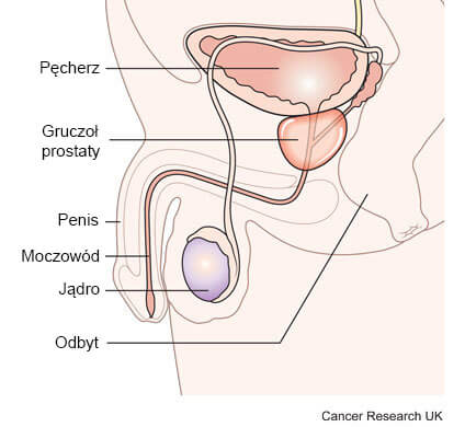 Nowotwór prostaty grafika przedstawia umiejscowienie prostaty i odbytu