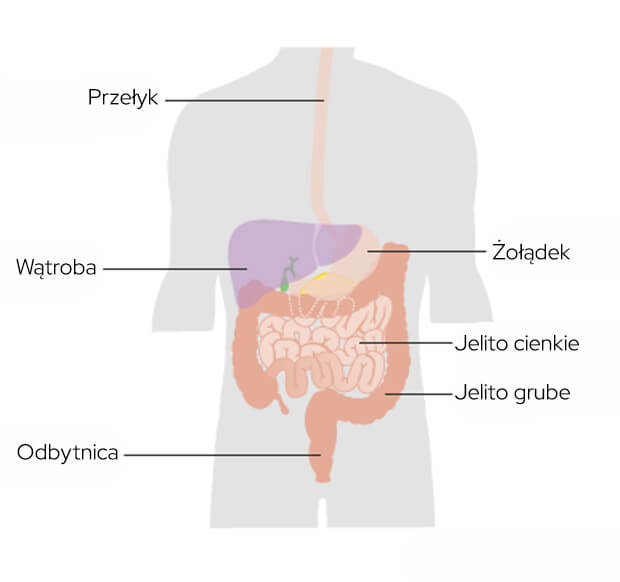 Grafika przedstawia układ pokarmowy ukazuje gdzie może być umiejscowiony nowotwór wątroby 